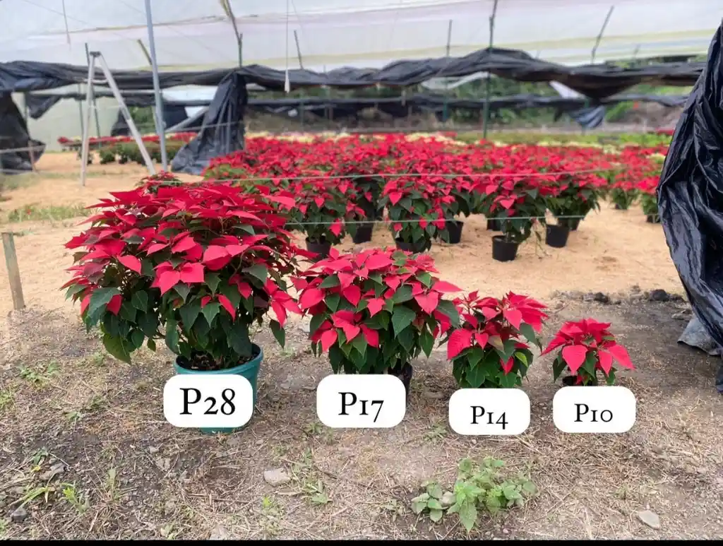 Poinsettia - Flor De Navidad Grande P17