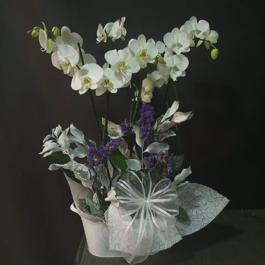 Phalaenopsis Doble
