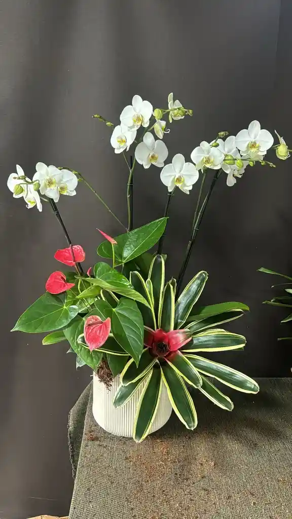 Phalaenopsis, Bromelias Y Anturios.