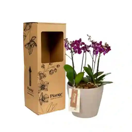 Arreglo Floral Dm De Orquídeas Mini Premium Morado