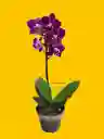 Orquídea Mini 1v Basic Morada Centro Blanco