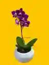 Orquídea Mini 1v Basic Morada Centro Blanco - Incluye Matera