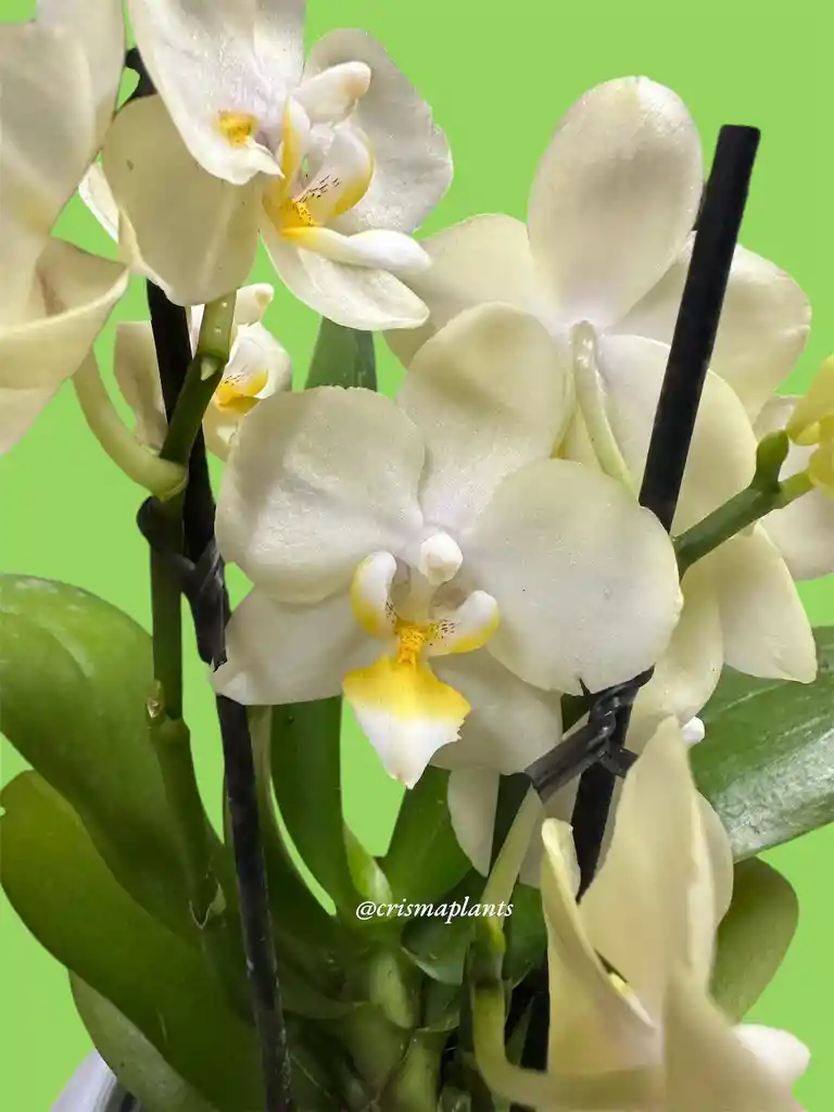 Orquídea Mini 1v Basic Amarillo Paz