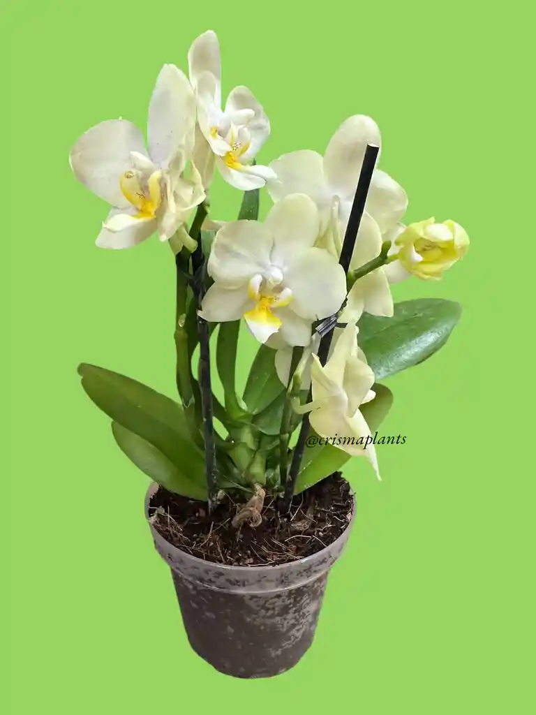 Orquídea Mini 1v Basic Amarillo Paz