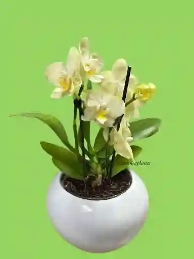 Orquídea Mini 1v Amarillo Paz - Incluye Matera