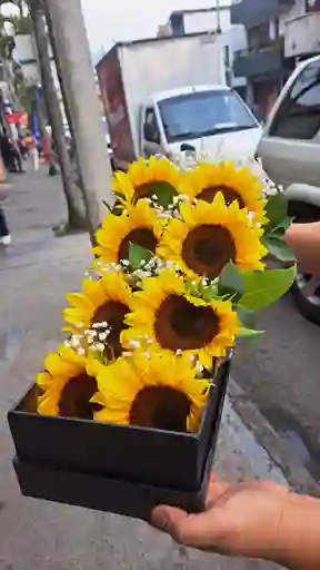 Caja De Girasoles