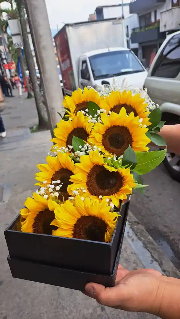 Caja De Girasoles