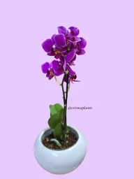 Orquídea Mini 1v Mora Borde Blanco - Incluye Matera