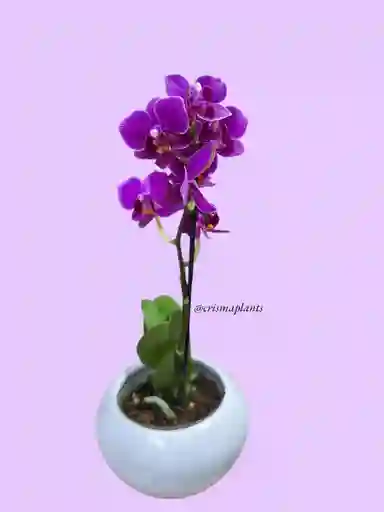 Orquídea Mini 1v Mora Borde Blanco - Incluye Matera