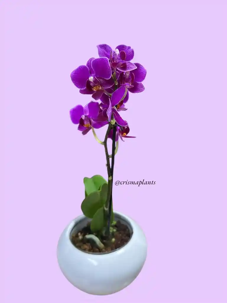 Orquídea Mini 1v Mora Borde Blanco - Incluye Matera