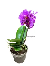 Orquídea Mini 1v Basic Mora Leche