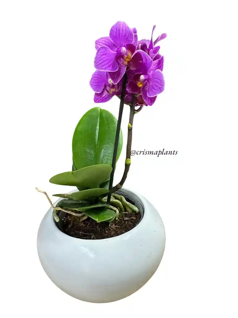 Orquídea Mini 1v Mora Leche - Incluye Matera