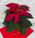 Flor De Navidad Roja (ponsethia)