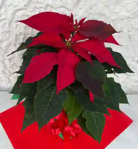 Flor De Navidad Roja (ponsethia)