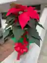 Flor De Navidad Roja (ponsethia)