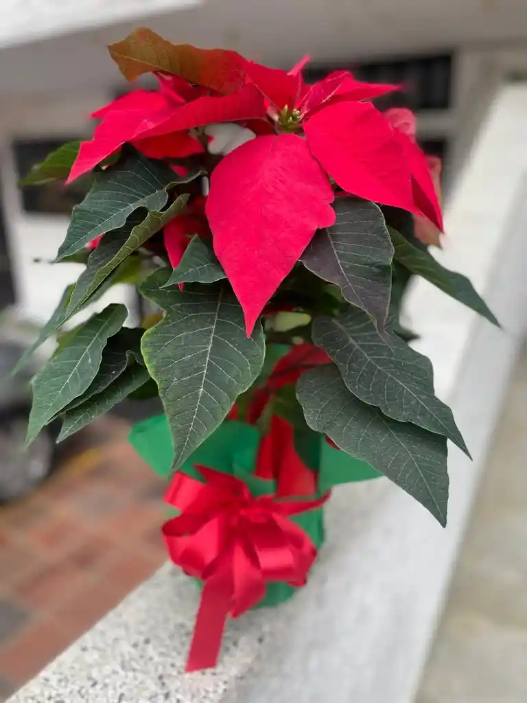 Flor De Navidad Roja (ponsethia)