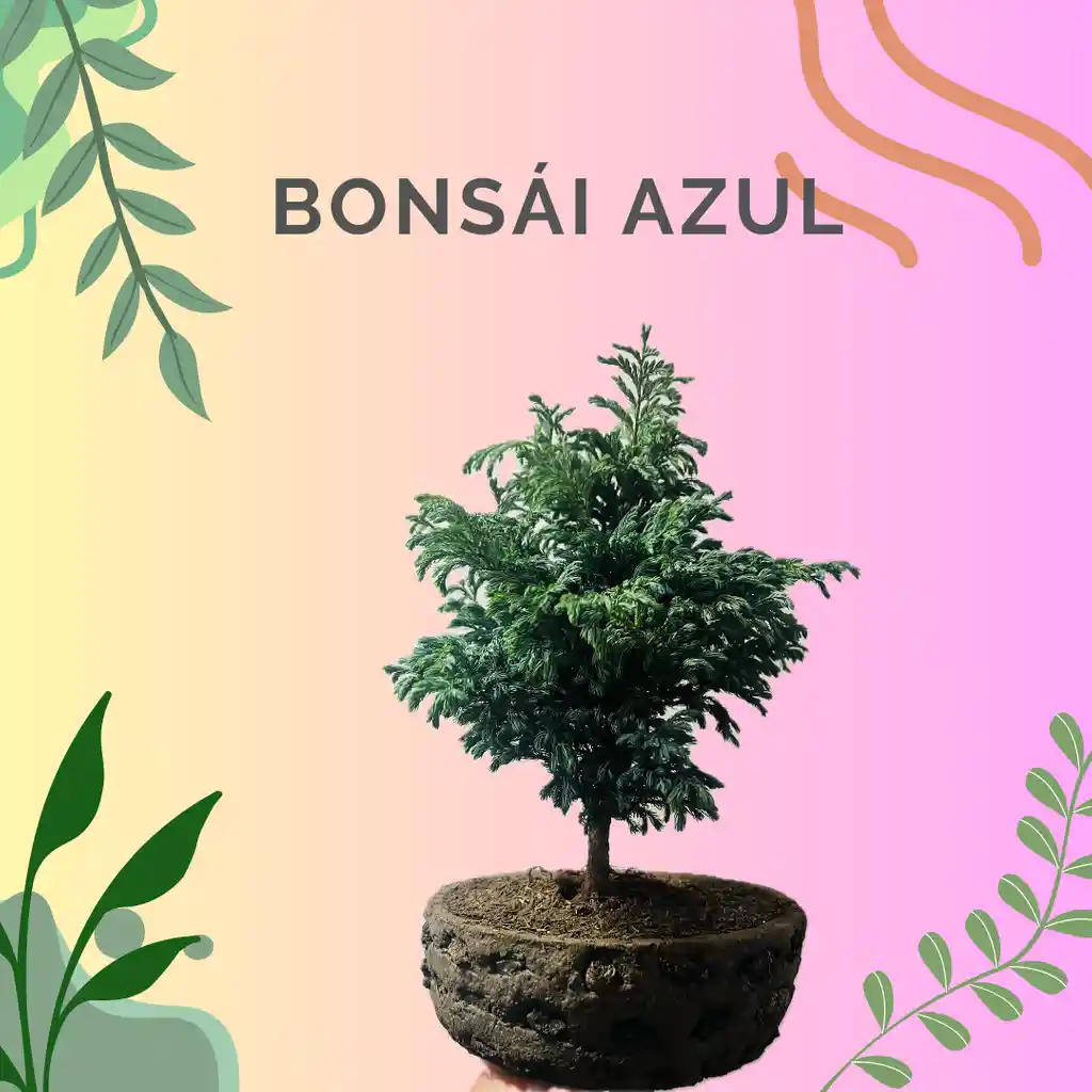 Bonsai Azul Grande