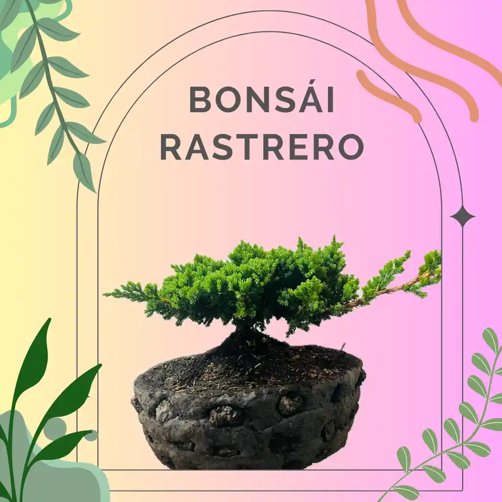 Bonsai Rastrero Grande