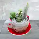 Suculenta Y Cactus En Tasa Blanco Con Rojo