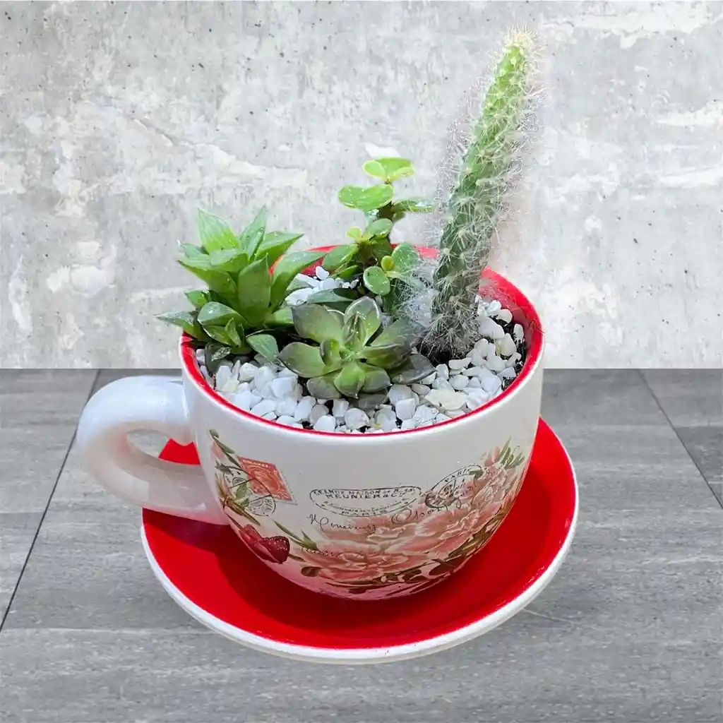 Suculenta Y Cactus En Tasa Blanco Con Rojo