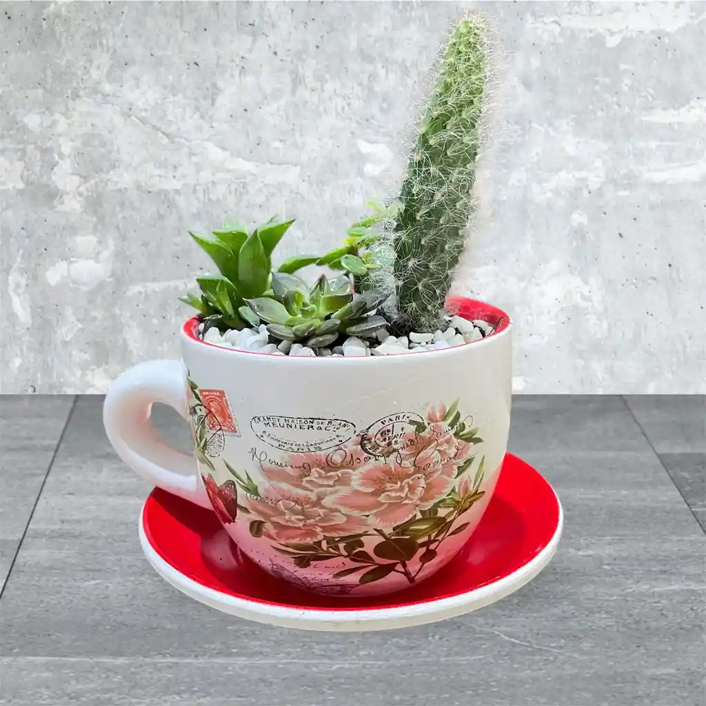 Suculenta Y Cactus En Tasa Blanco Con Rojo