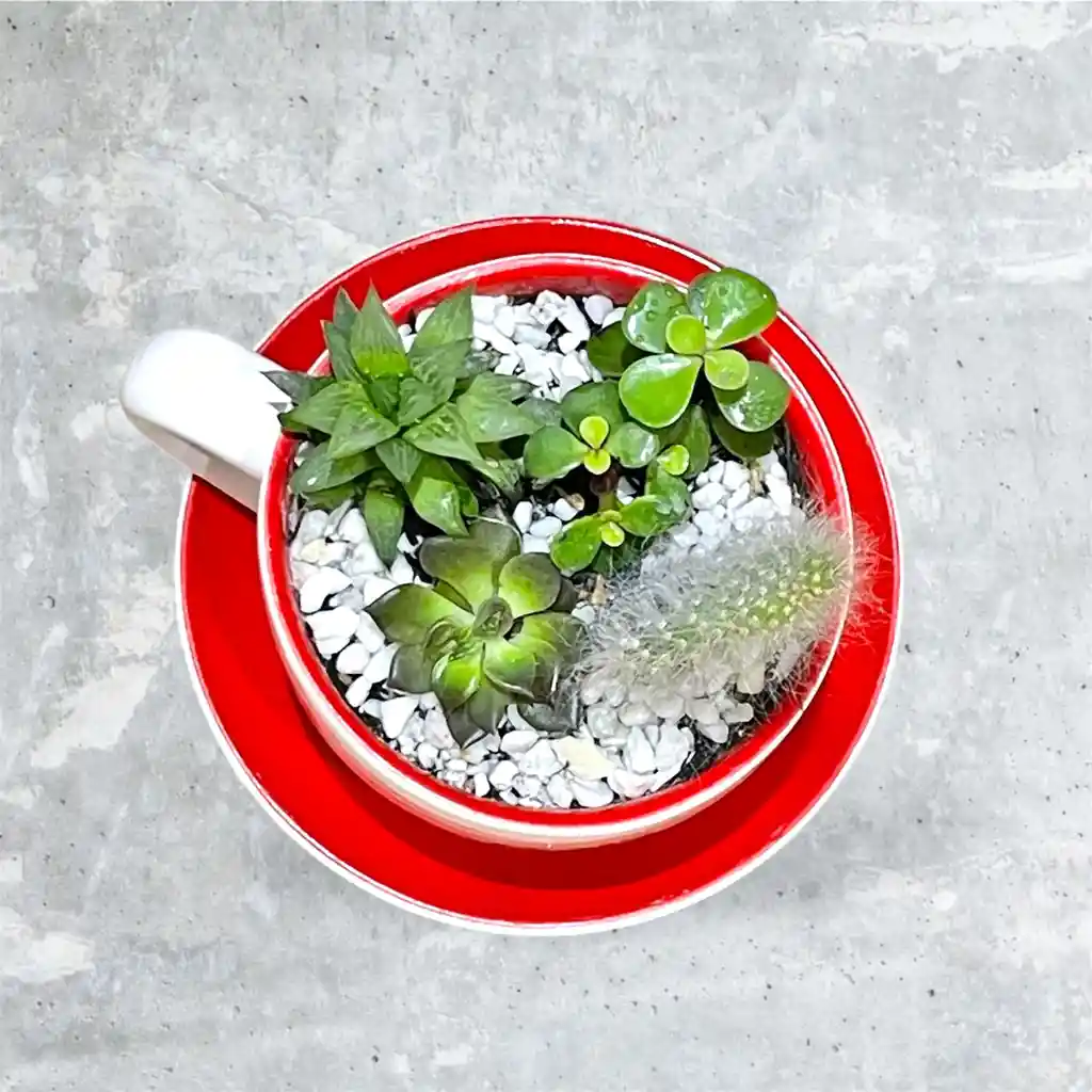 Suculenta Y Cactus En Tasa Blanco Con Rojo