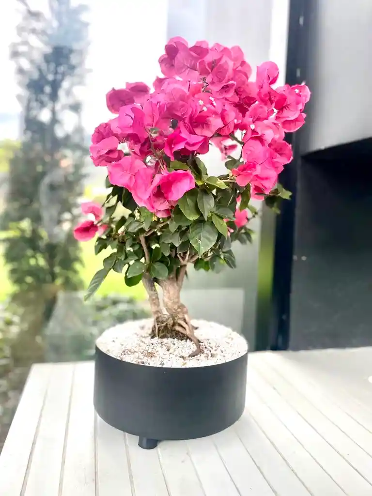 Matera Bonsai