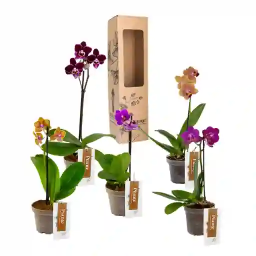 Paga 3 Lleva 5 Orquídeas Mini Premium Florecidas