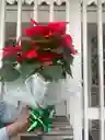 Poinsettia O Flor De Navidad P17