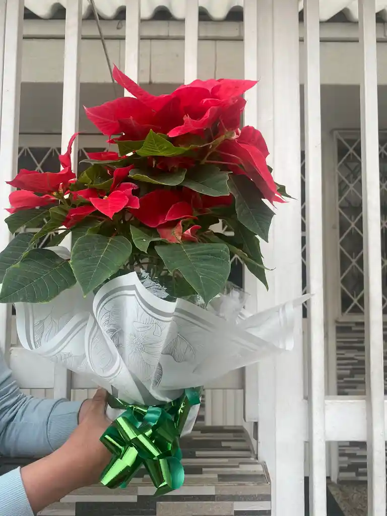 Poinsettia O Flor De Navidad P17