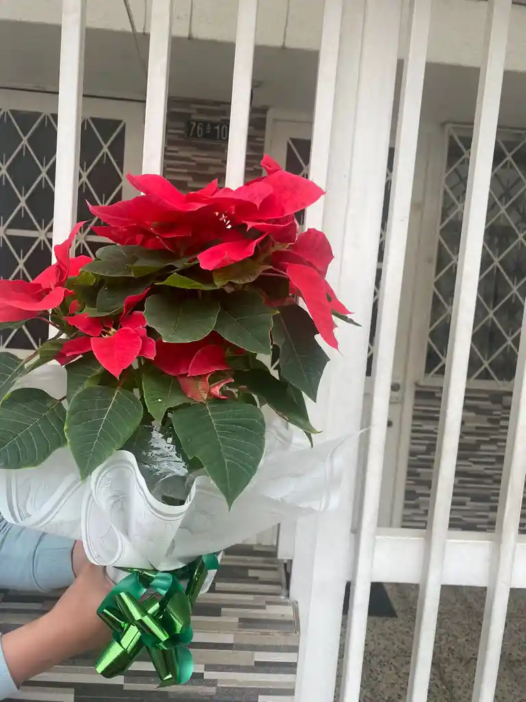 Poinsettia O Flor De Navidad P17