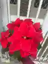 Poinsettia O Flor De Navidad P17