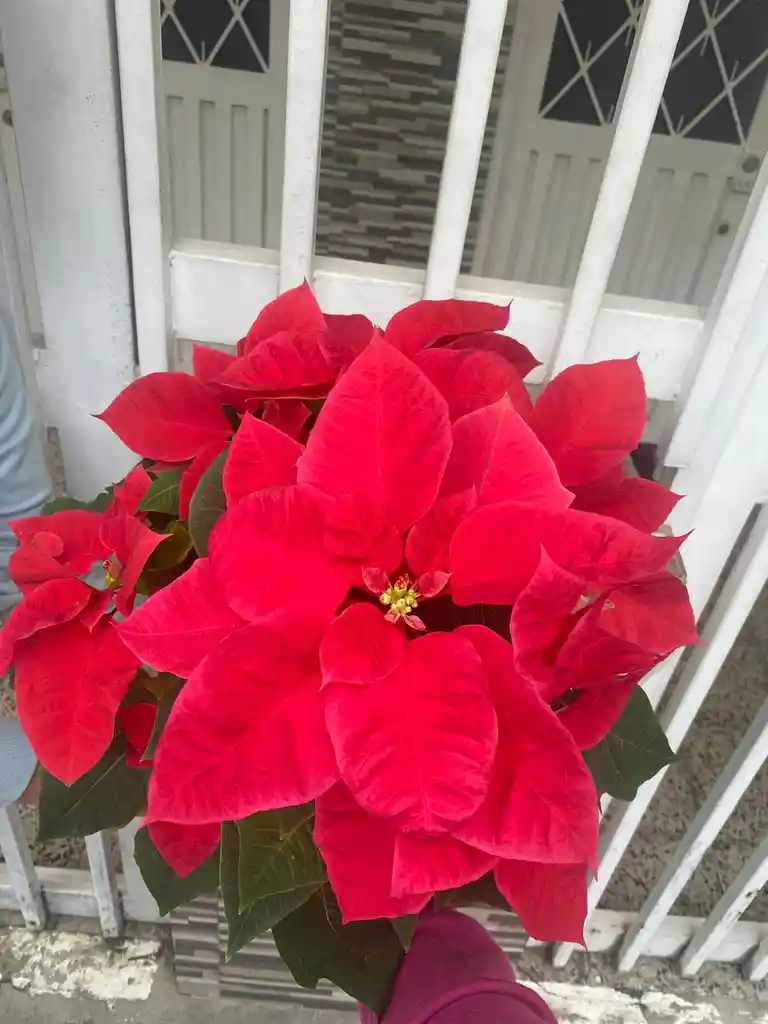 Poinsettia O Flor De Navidad P17