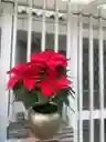 Poinsettia O Flor De Navidad P17