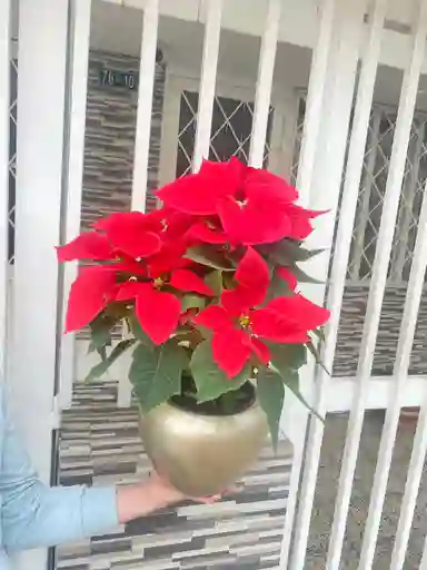 Poinsettia O Flor De Navidad P17