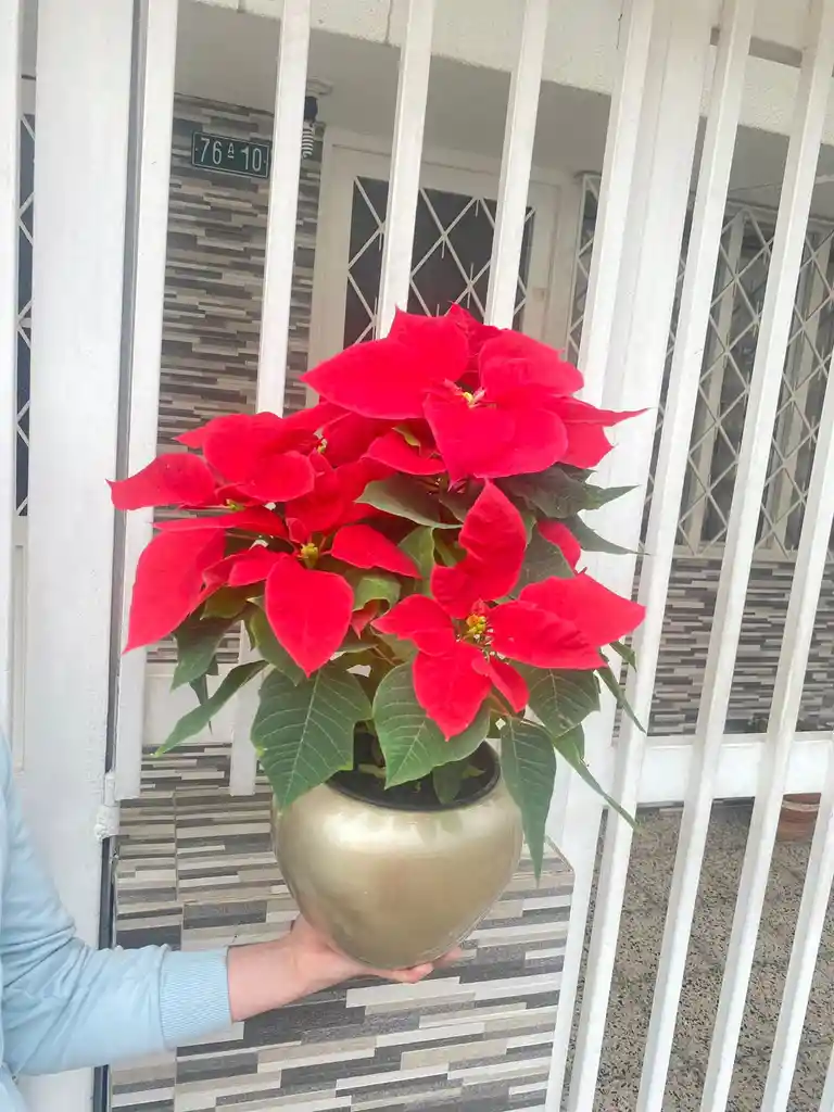 Poinsettia O Flor De Navidad P17