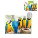 Rompecabezas 500 Pcs Guacamayas