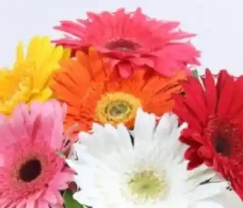 Bouquet Arco Iris 6 Gerberas