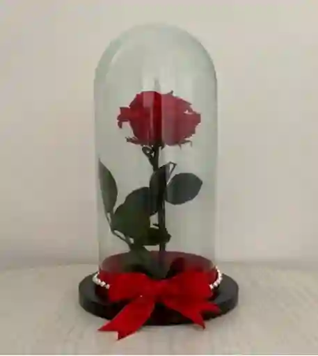 Amor Eterno Rosa Preservada Roja En Cúpula Cristal Y Madera