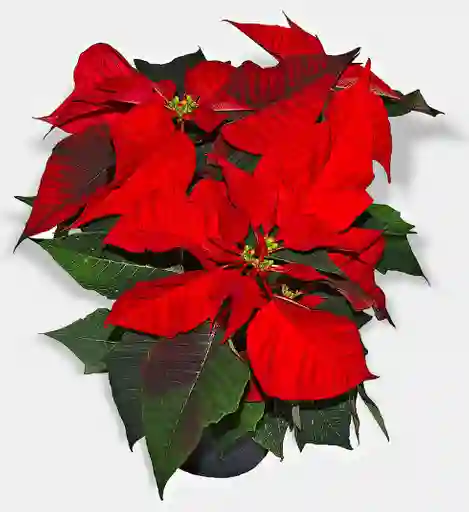 Planta De Navidad (poinsettia) P14