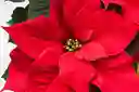 Planta De Navidad (poinsettia) P14