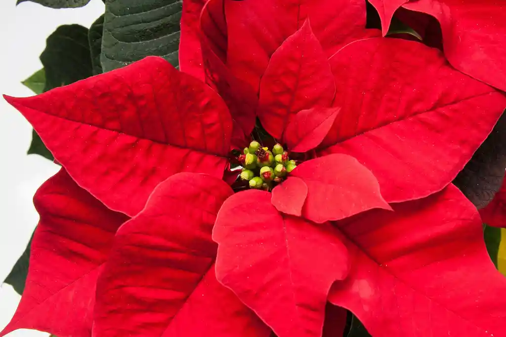 Planta De Navidad (poinsettia) P14