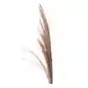 Pampas De Color