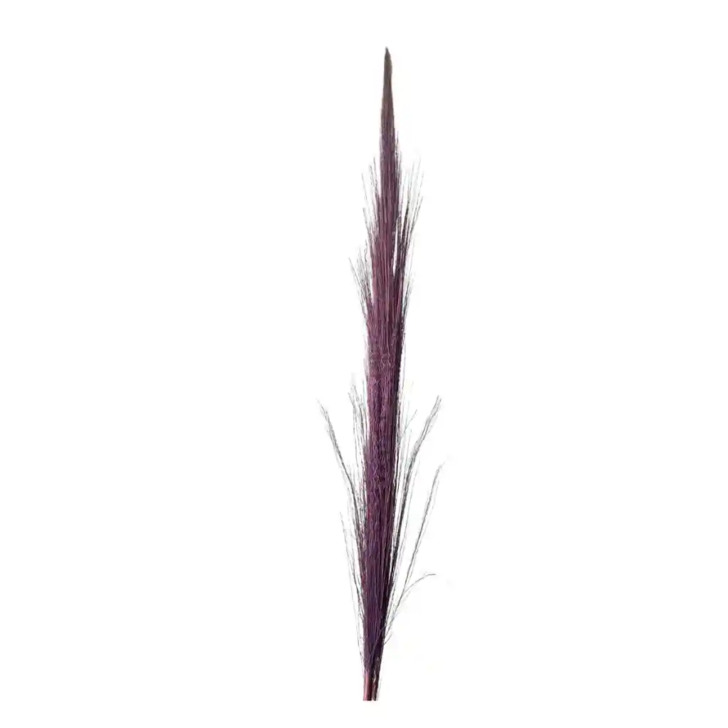 Pampas De Color