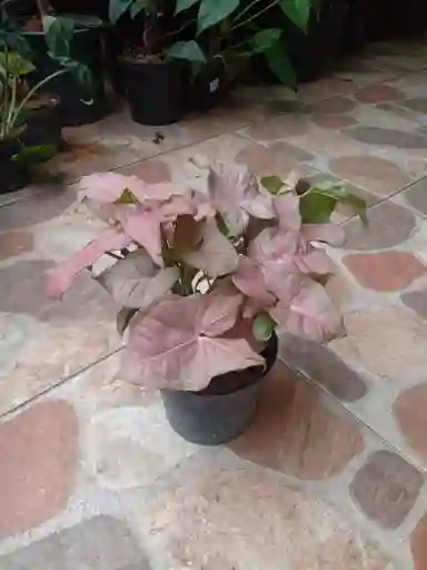 Singonyum Rosado