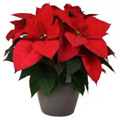 Poinsettia P10