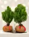 Kokedama Pino Natural De Navidad