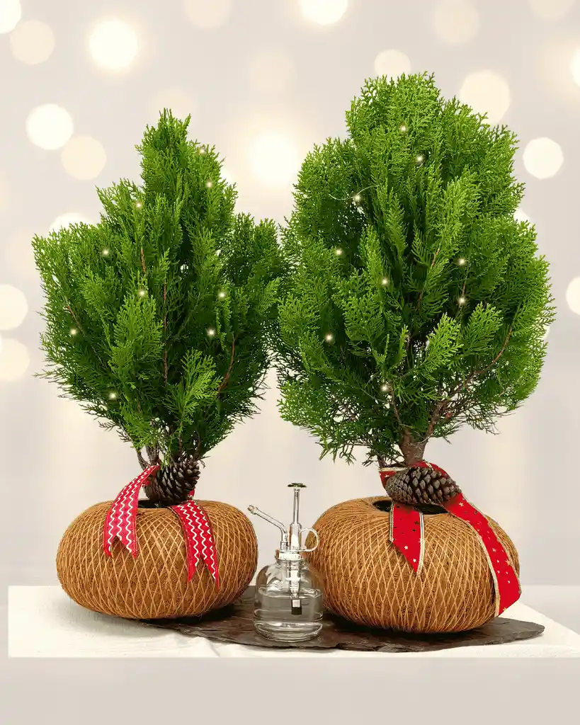 Kokedama Pino Natural De Navidad