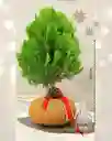 Kokedama Pino Natural De Navidad