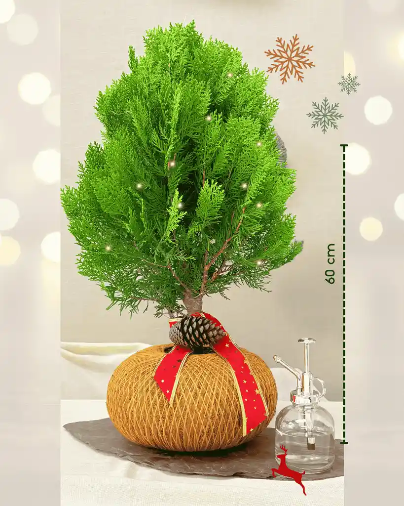 Kokedama Pino Natural De Navidad